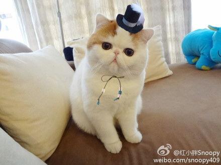 猫萝莉图片